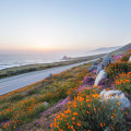 The World of Florists in Southern California: More Than Just Flowers