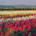 The Growing Trend of Local Flower Farms in Southern California