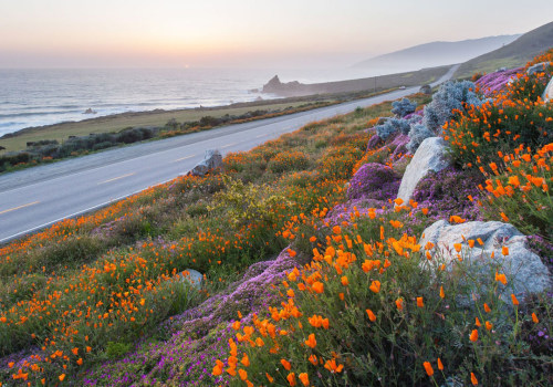 The World of Florists in Southern California: More Than Just Flowers