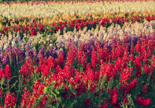 The Growing Trend of Local Flower Farms in Southern California
